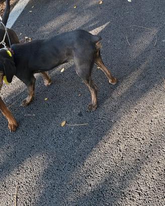 Cuccioli segugio maremmano