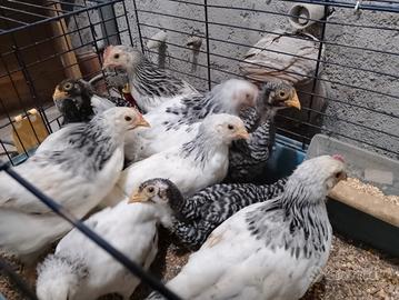 Sussex bianco columbia