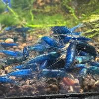 Caridine blu dream adulte