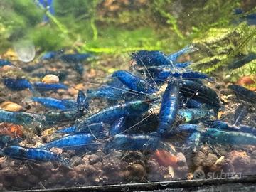 Caridine blu dream adulte