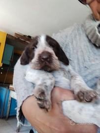 Spinone italiano con pedigree