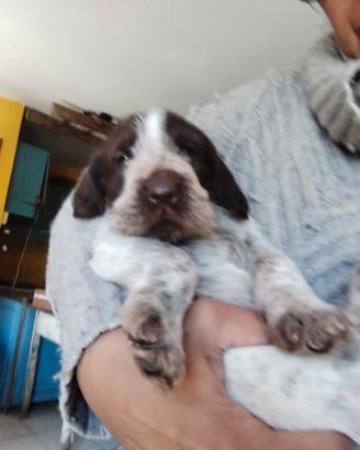 Spinone italiano con pedigree