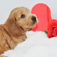 Cucciolo dolcissimo di cocker spaniel inglese