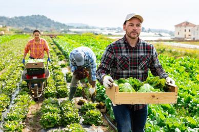 Raccolta e potatura servizi agricola