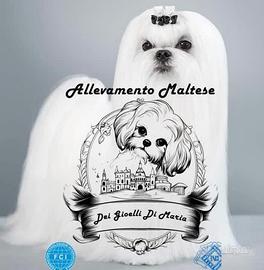 Maschietto e femminuccia di maltese