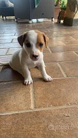 Cucciolo di jack russel
