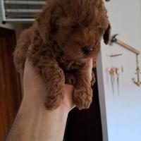 Barboncino mini toy red