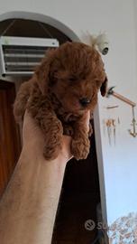 Barboncino mini toy red