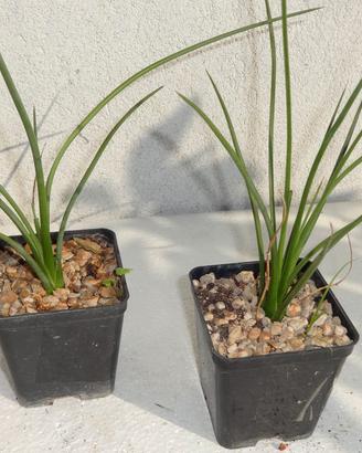 AGAVE STRICTA