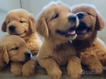 Cucciole Golden linea americana
