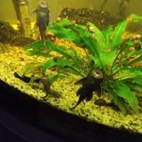 Ancistrus pesci acquario