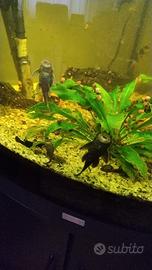 Ancistrus pesci acquario