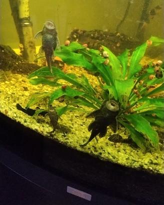 Ancistrus pesci acquario