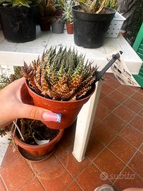 Piante grasse