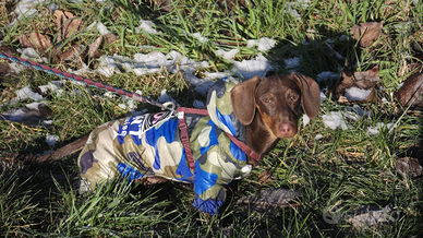 Bassotto tedesco maschio 6 mesi