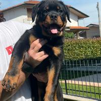 Cuccioli di Rottweiler