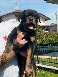 Cuccioli di Rottweiler