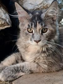 Maine Coon con Pedigree