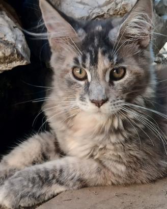 Maine Coon con Pedigree