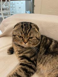 Scottish fold Tabby maschio per accoppiamento