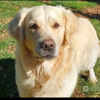 Golden retriever monta accoppiamento 