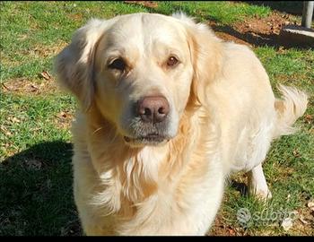 Golden retriever monta accoppiamento 