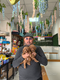 Barboncino toy red femmina e mini Toy