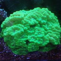 Caulastrea furcata gialla