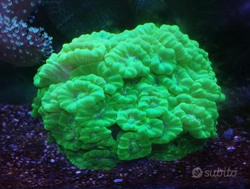 Caulastrea furcata gialla