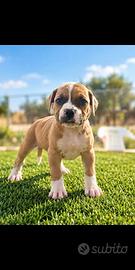 Cucciola pitbull ukc