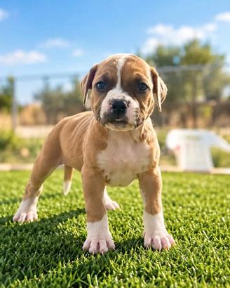 Cucciola pitbull ukc