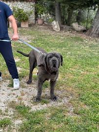 Mastino Napoletano