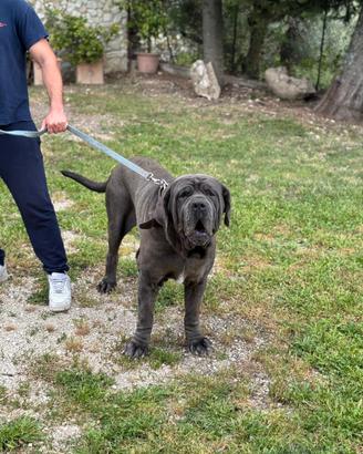 Mastino Napoletano