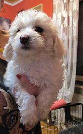 Maltipoo cuccioli