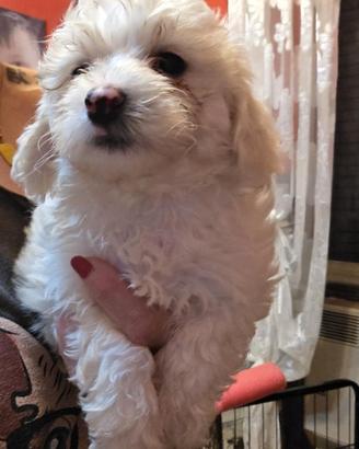 Maltipoo cuccioli