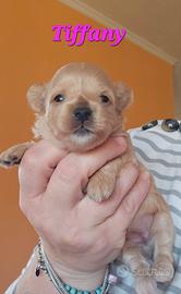 Maltipoo di prima generazione minitoy