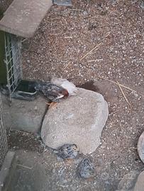 Quaglie cinesi