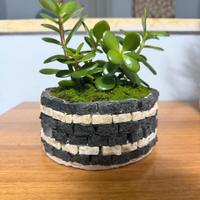 pianta di Giada con vasetto artigianale 