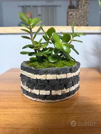 pianta di Giada con vasetto artigianale 