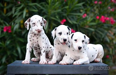 Cuccioli di dalmata con pedigree