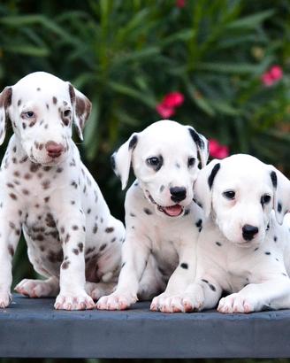 Cuccioli di dalmata con pedigree