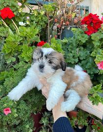 Cuccioli di Shih-Tzu