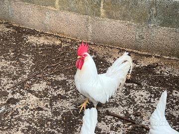 Gallo livornese