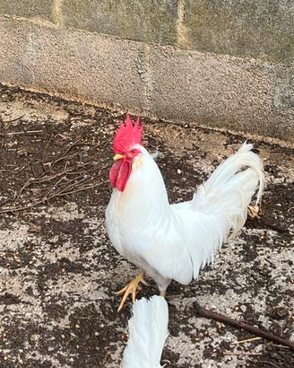 Gallo livornese