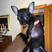 Cucciolo chihuahua