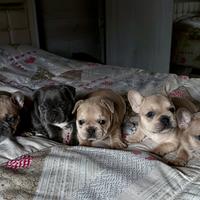 Cuccioli bulldog francese