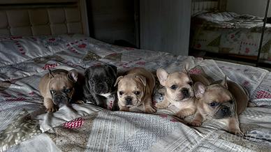Cuccioli bulldog francese