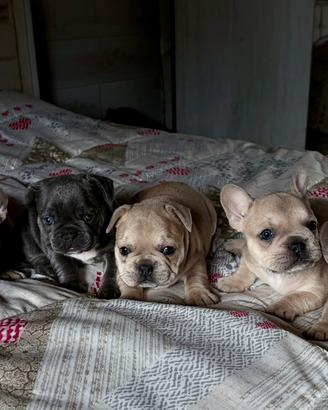 Cuccioli bulldog francese