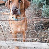 Cane adulto taglia grande