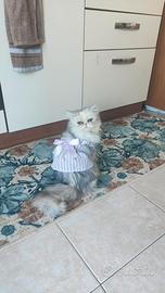 Gattina di razza persiano